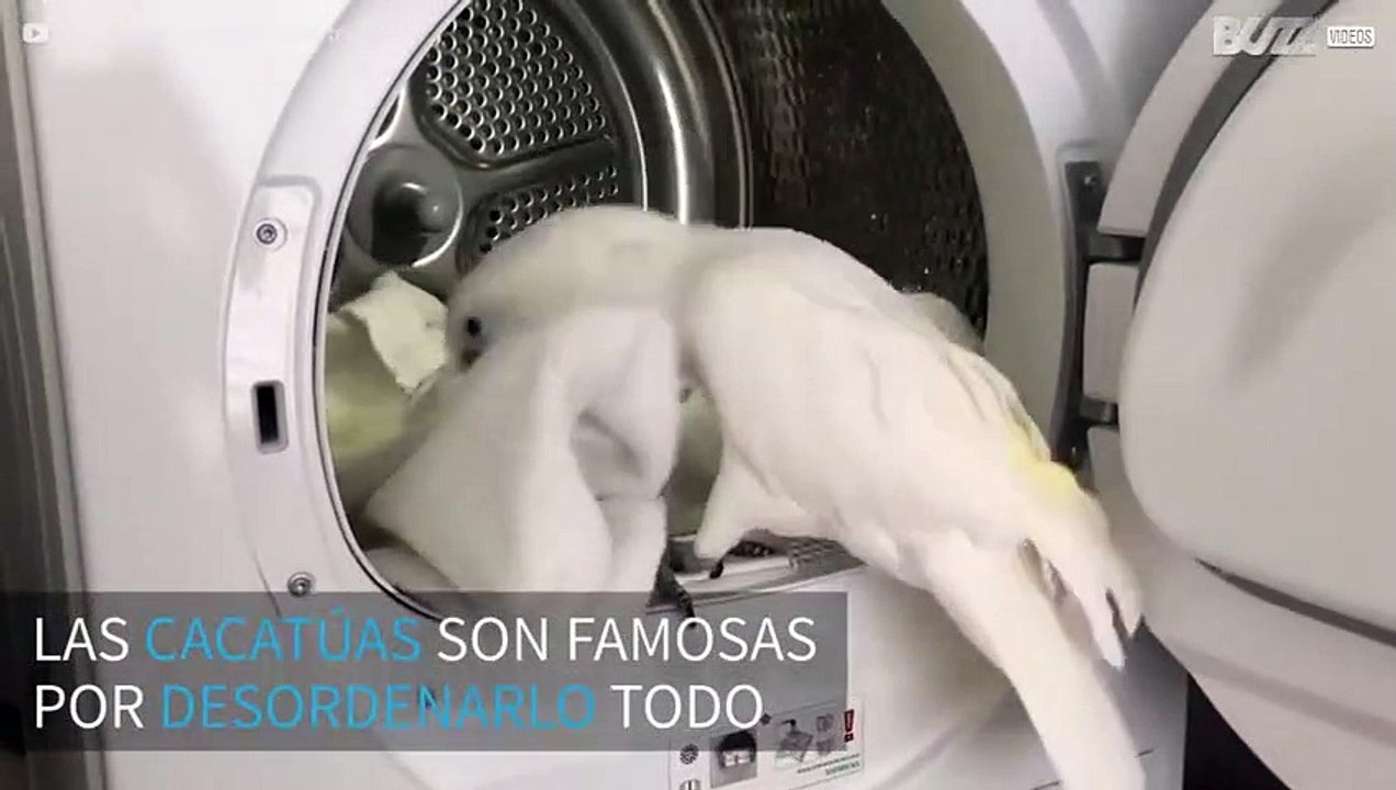 Esta cacatúa hace la colada