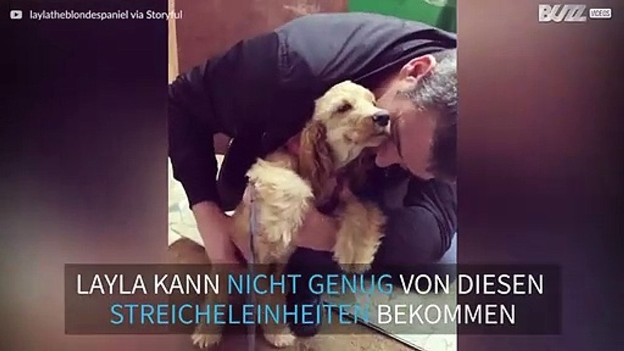 Super süß: Spaniel genießt Streicheleinheit