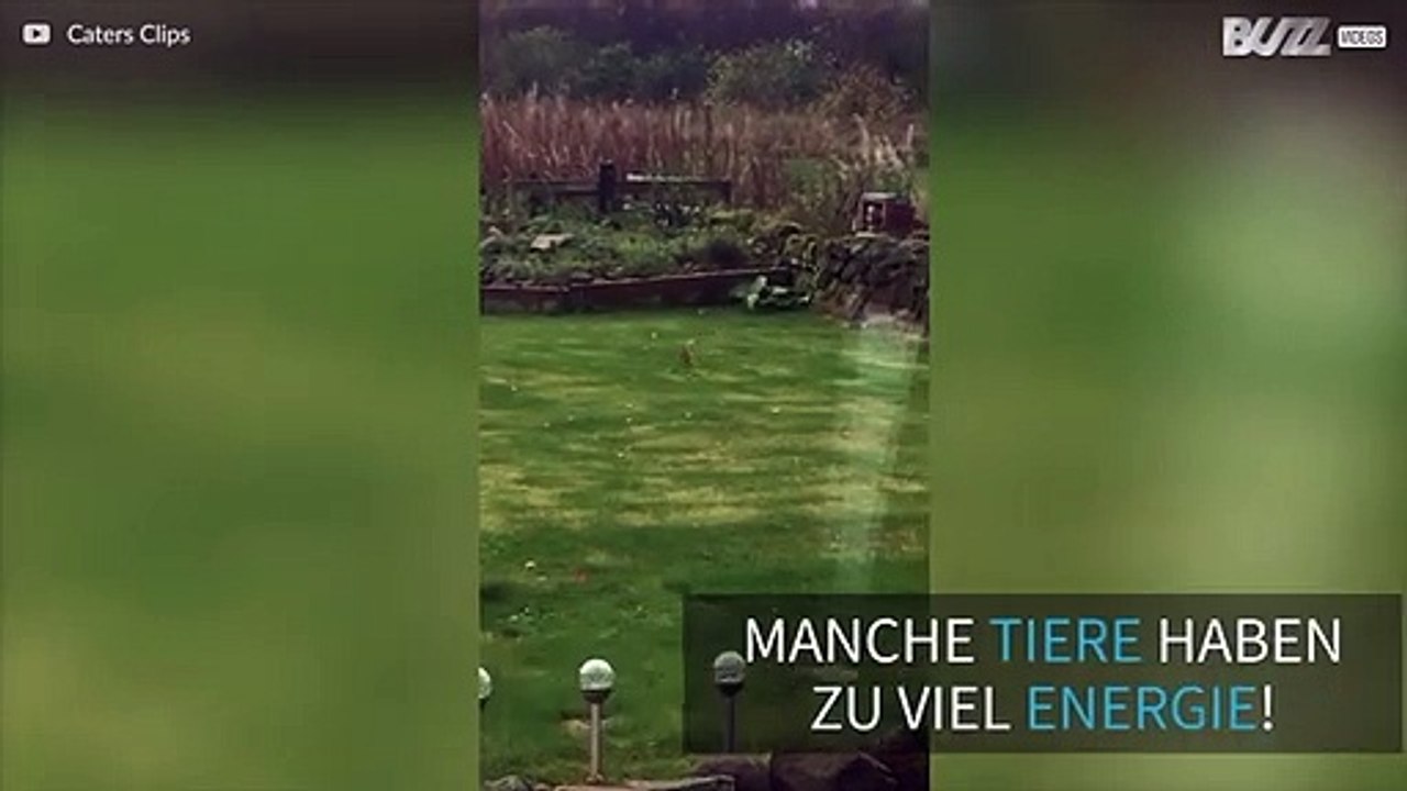 Hermelin rennt wie verrückt im Garten rum und macht Saltos