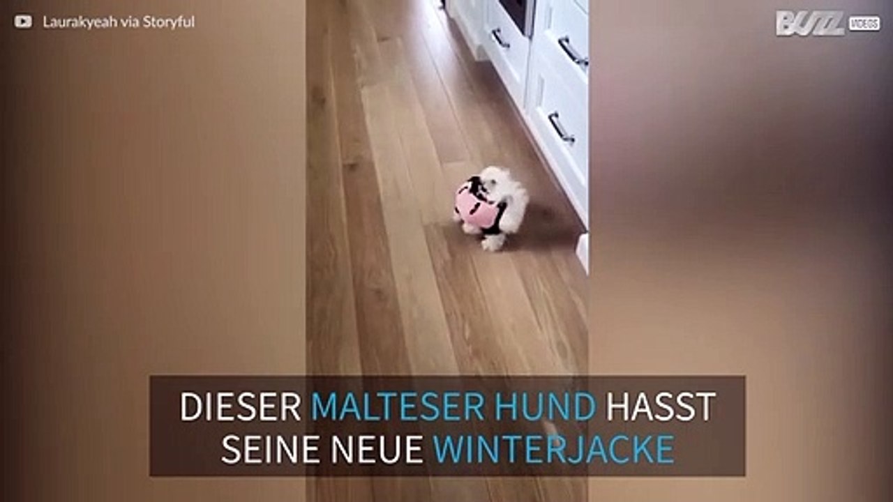 Malteser Hund kämpft gegen seine Winterkleidung