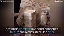 Hund ist talentierter Jenga Spieler