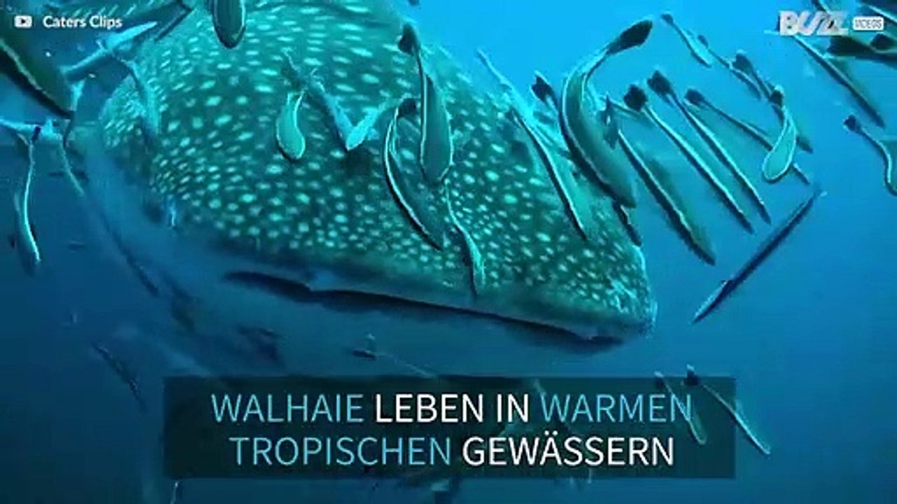 Walhaie – die friedlichen Giganten der Meere