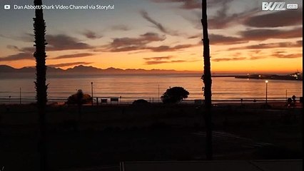 Riesiger Weißer Hai springt aus dem Wasser