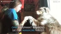 Auch Hunde gehen gerne ins Nagelstudio!