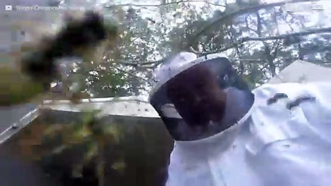 Kammerjäger entfernt riesiges Hornissennest