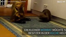 Niedlicher Wombat will in der Küche helfen