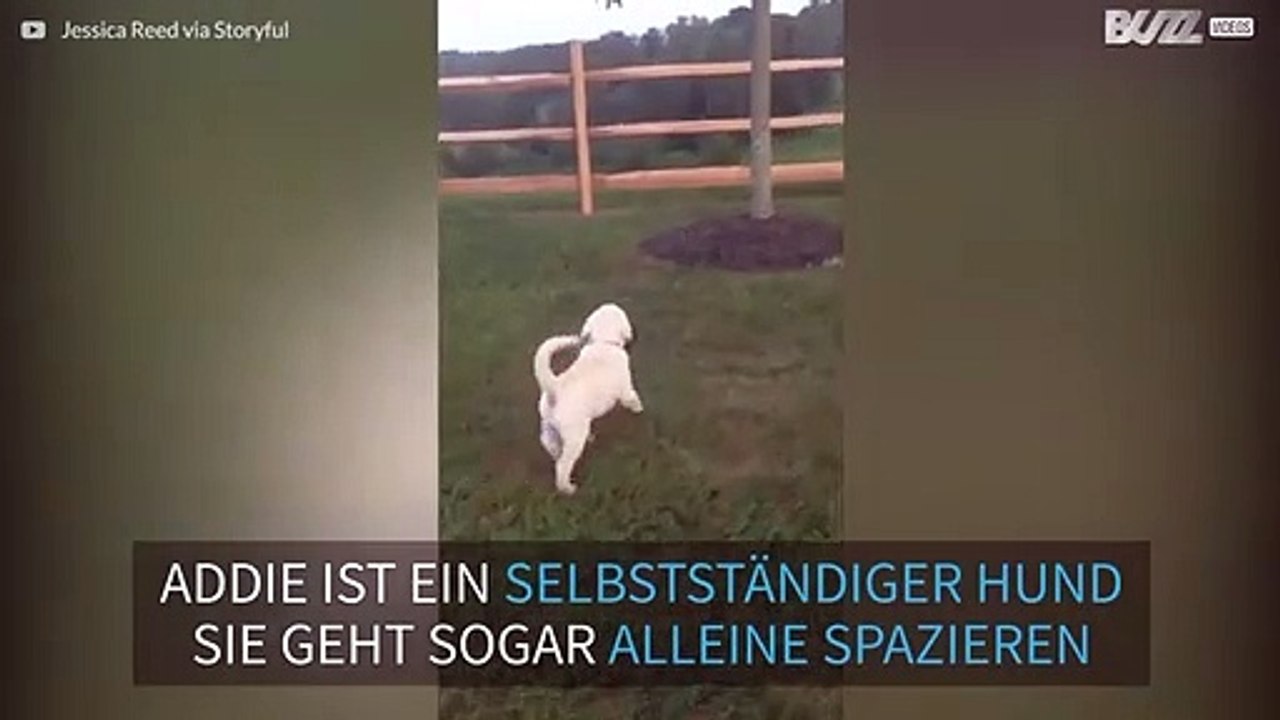 Süßer Welpe geht selbst mit sich spazieren