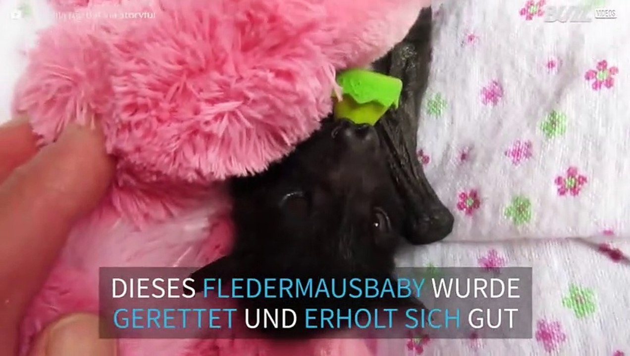 Fledermausbaby in Australien gerettet