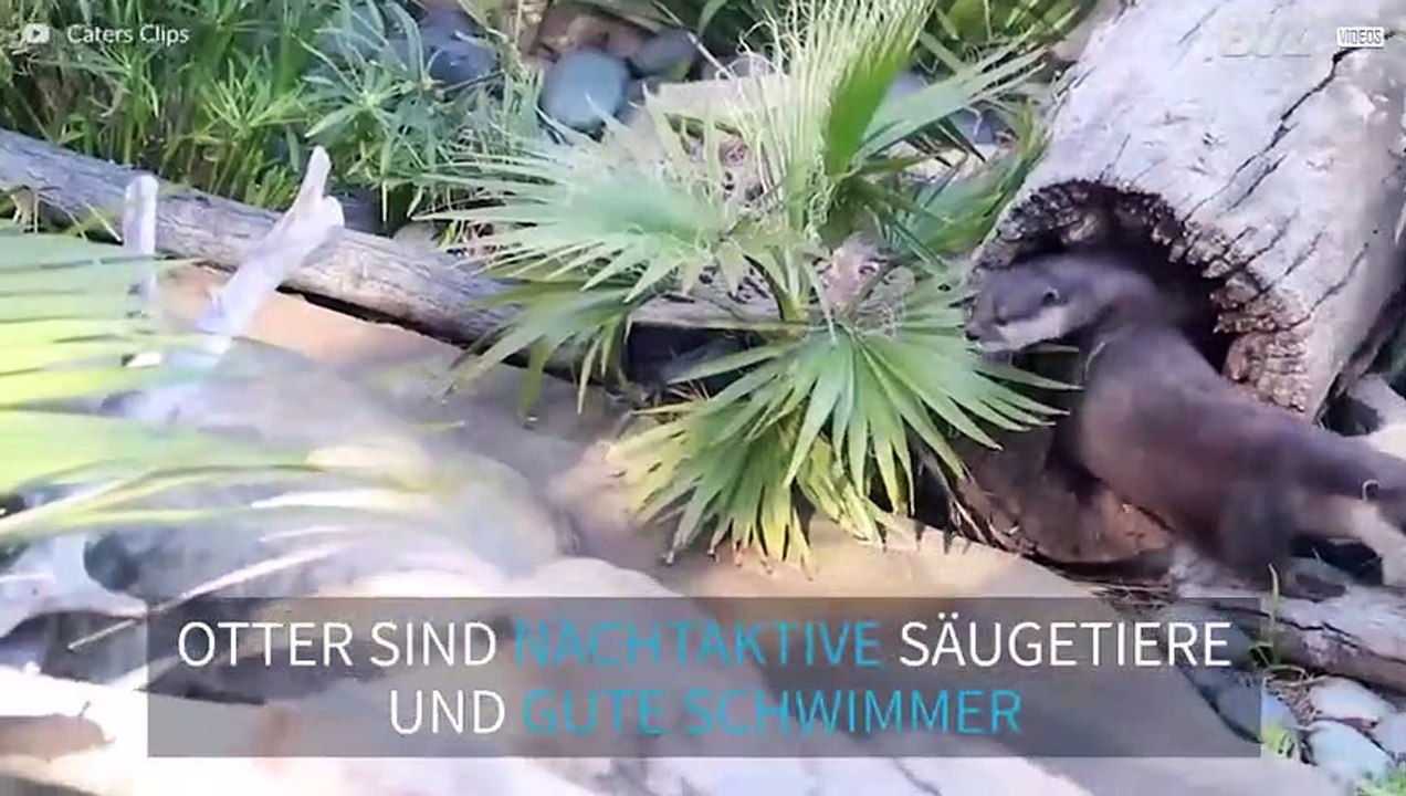 Süße Otter bei ihrem Tagesablauf