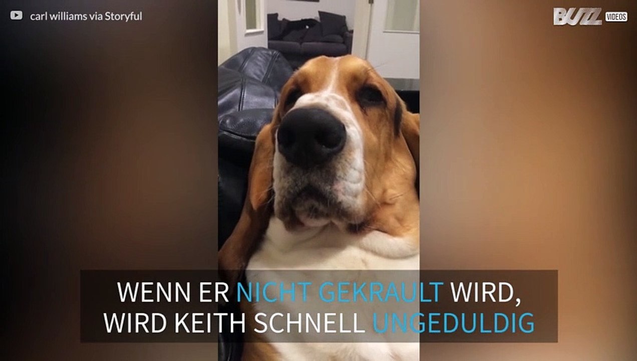 Grunzender Hund auf der Suche nach Zuneigung