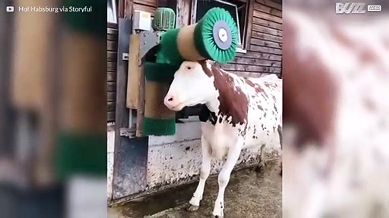 Kuh liebt es gebürstet zu werden