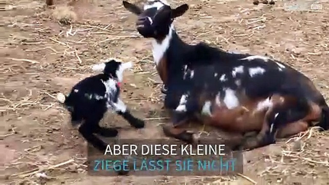 Zappelige Ziege sorgt für Unruhe