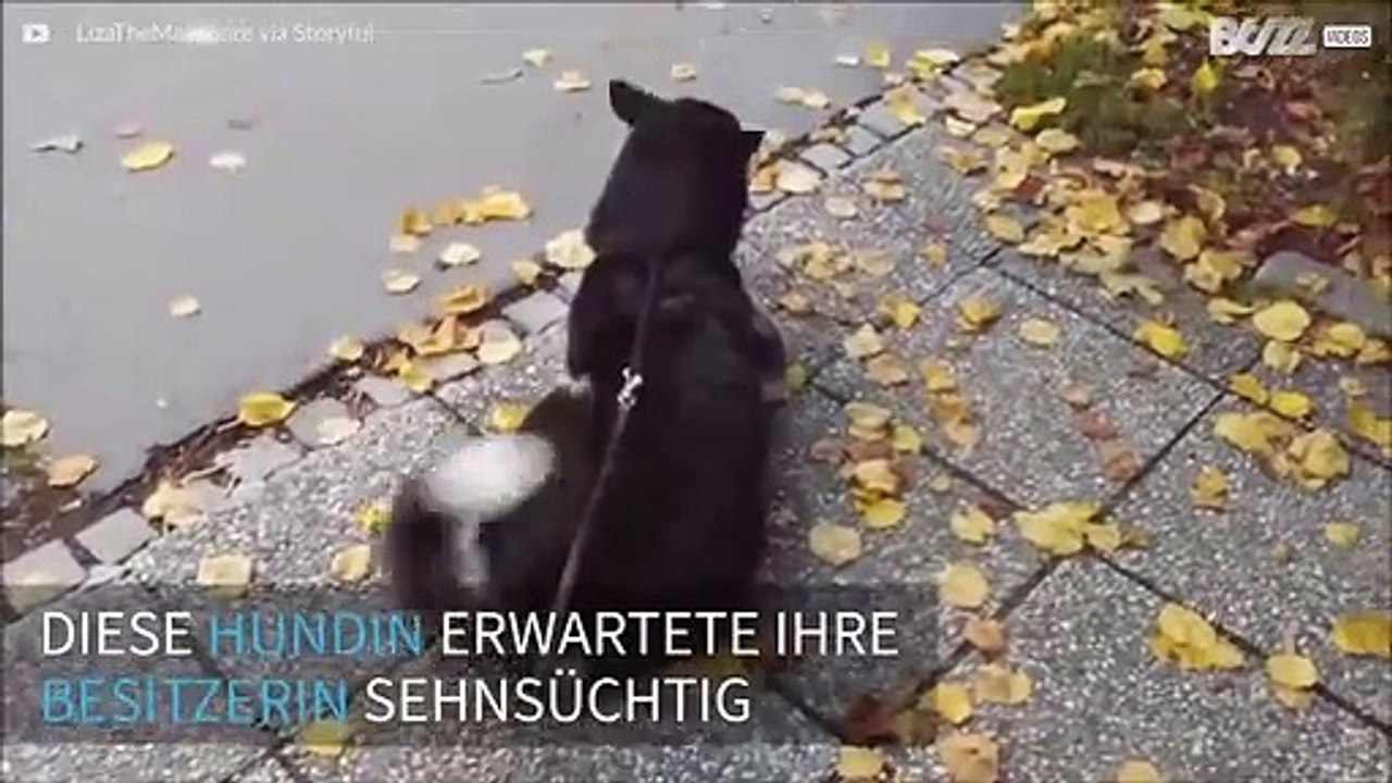 Niedlich: Hündin holt Besitzerin am Bus und freut sich riesig