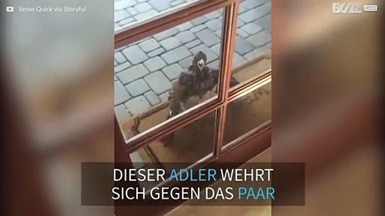 Adler trotzt bellendem Hund