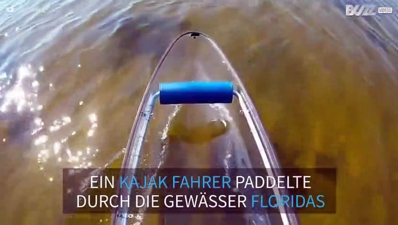 Freundlicher Delfin grüßt Kajak Fahrer in Florida