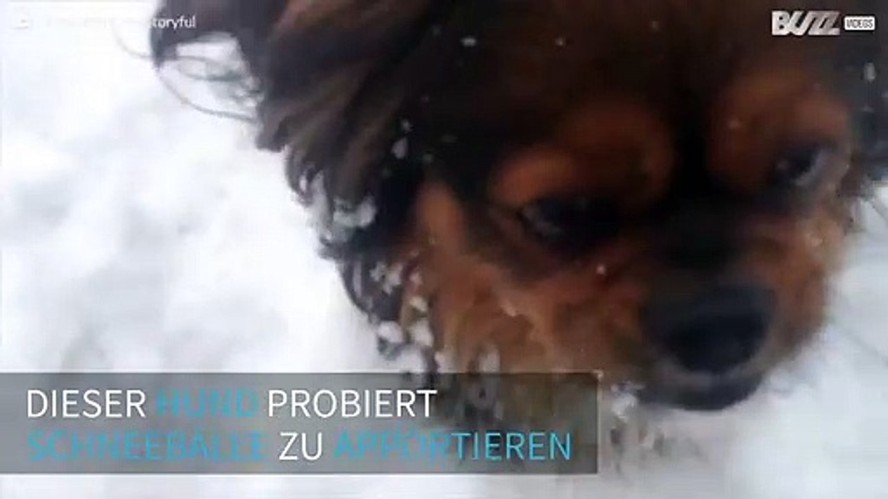 Niedlich! Dieser Hund probiert Schneebälle zu apportieren
