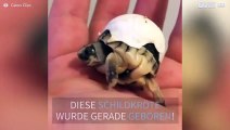 Baby-Schildkröte kommt nicht aus der Schale