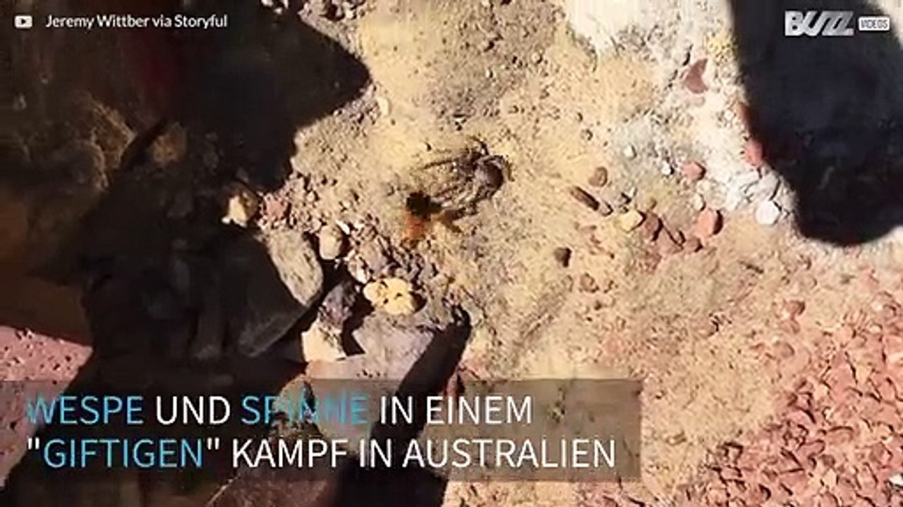 Wespe vs. Spinne ein tödliches Duell der Gifttiere in Australien