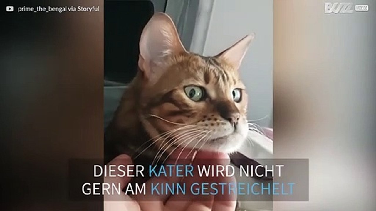 Kater verzieht Gesicht wenn er gestreichelt wird