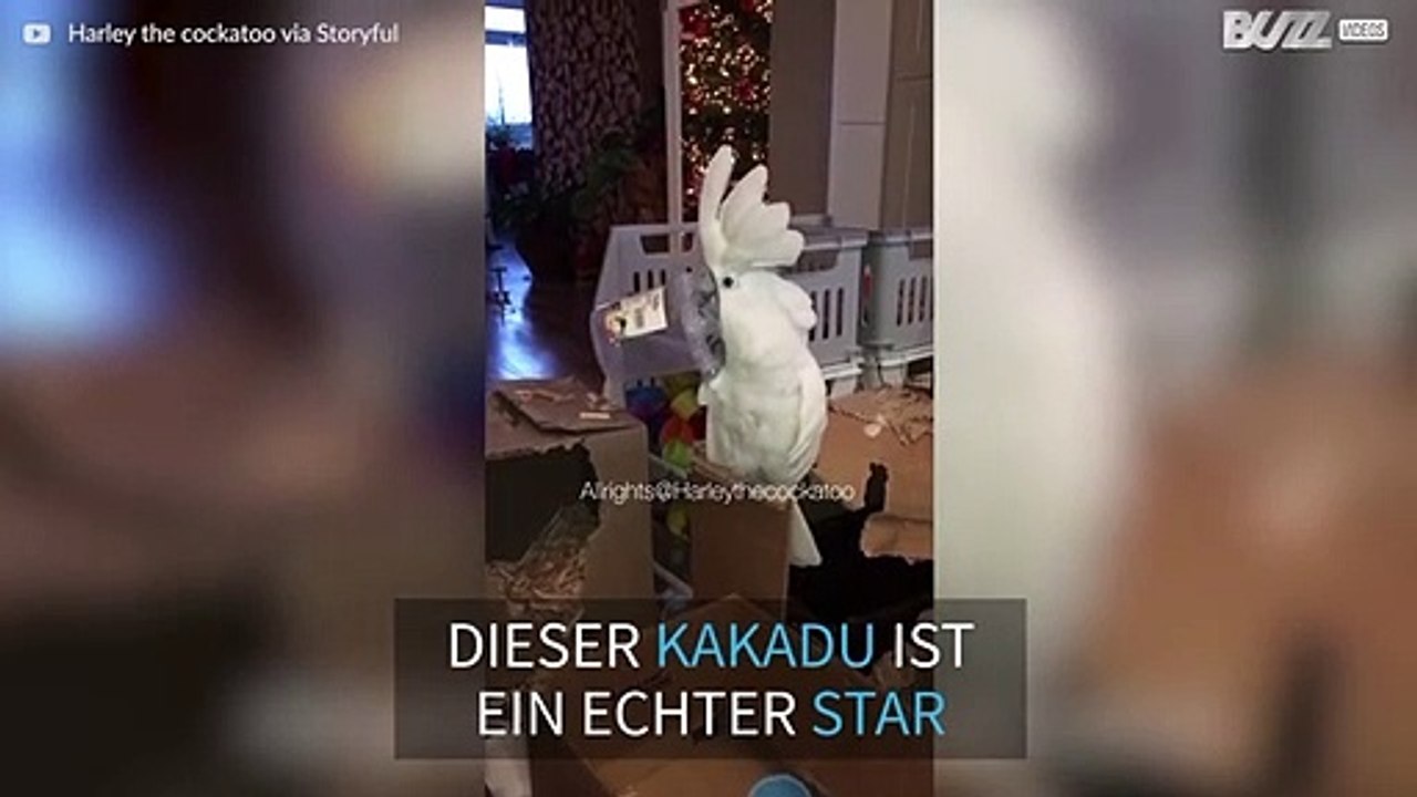 Kakadu singt 'Cup'-Song