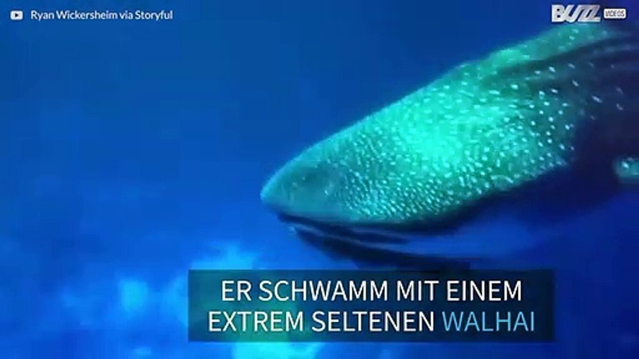 Taucher trifft auf extrem seltenen Walhai!