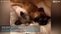 Dieser Hund und dieses Schwein sind Freunde fürs Leben