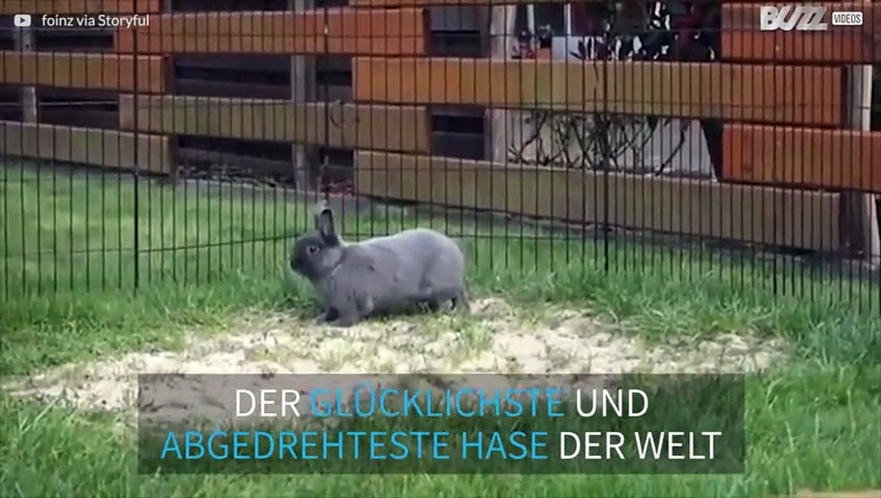 Der aufgedrehteste Hase der Welt