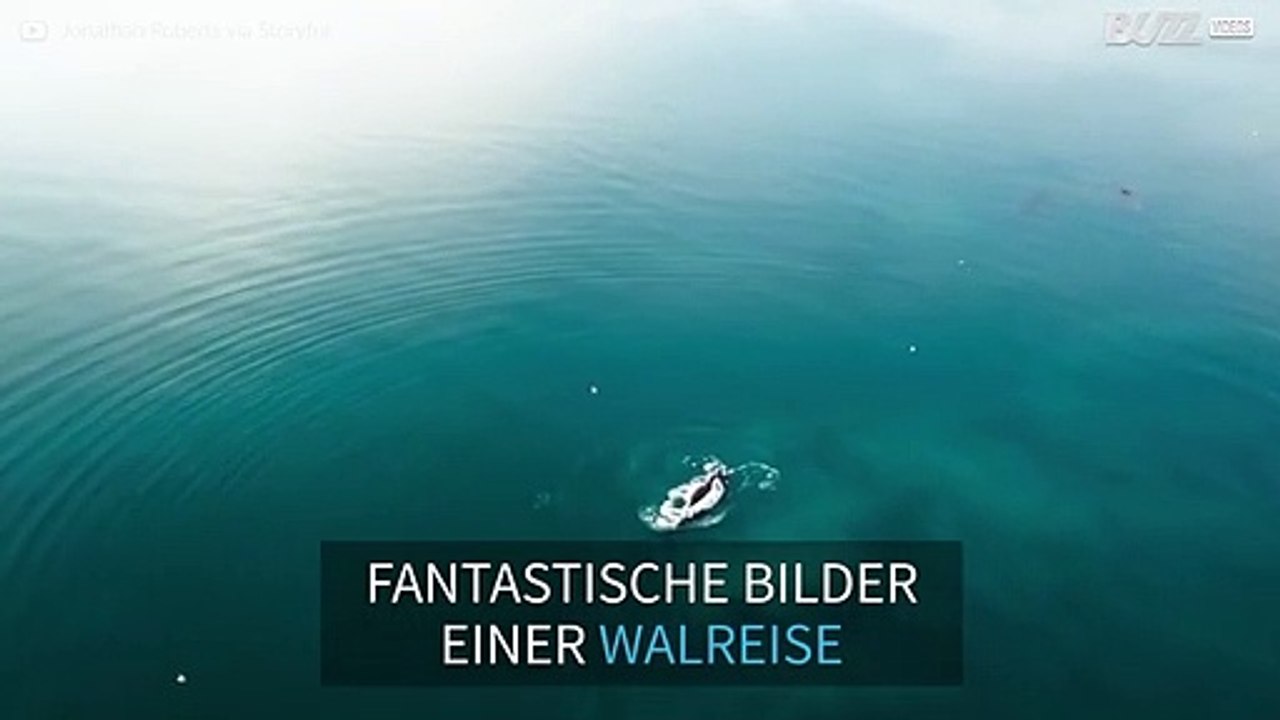 Drohne filmt fast ausgestorbene Walart auf der Reise