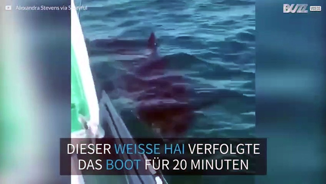 Weißer Hai umkreist Boot vor Australien