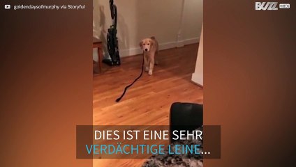 Golden Retriever hat Angst vor seiner Leine