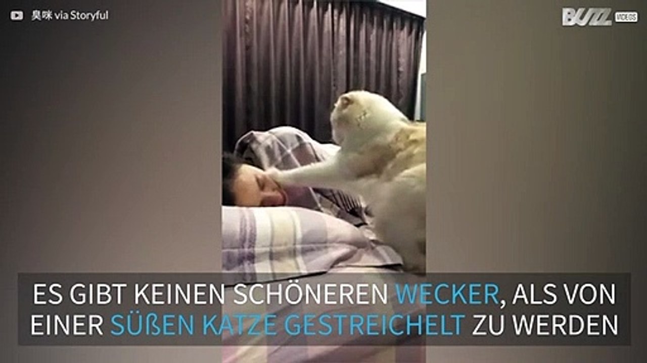 Hungrige Katzen sind ein niedlicher Wecker