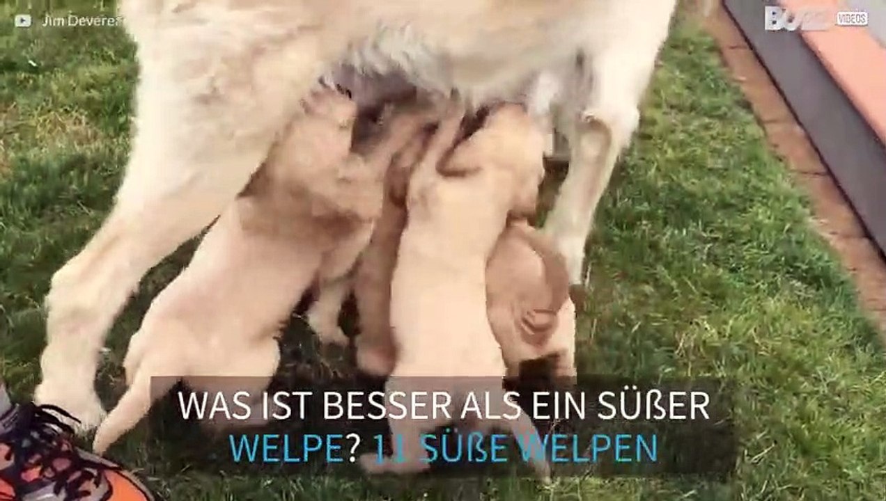 Süßheits-Alarm!  Labrador-Welpen