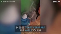 Katze versucht den Wasserstrahl zu fangen