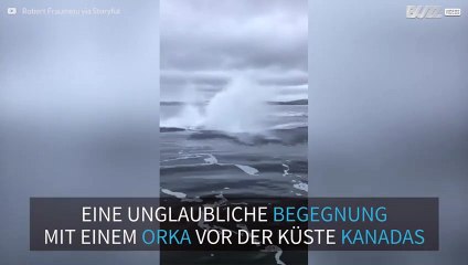 Killer-Wal taucht nah an einem Boot auf