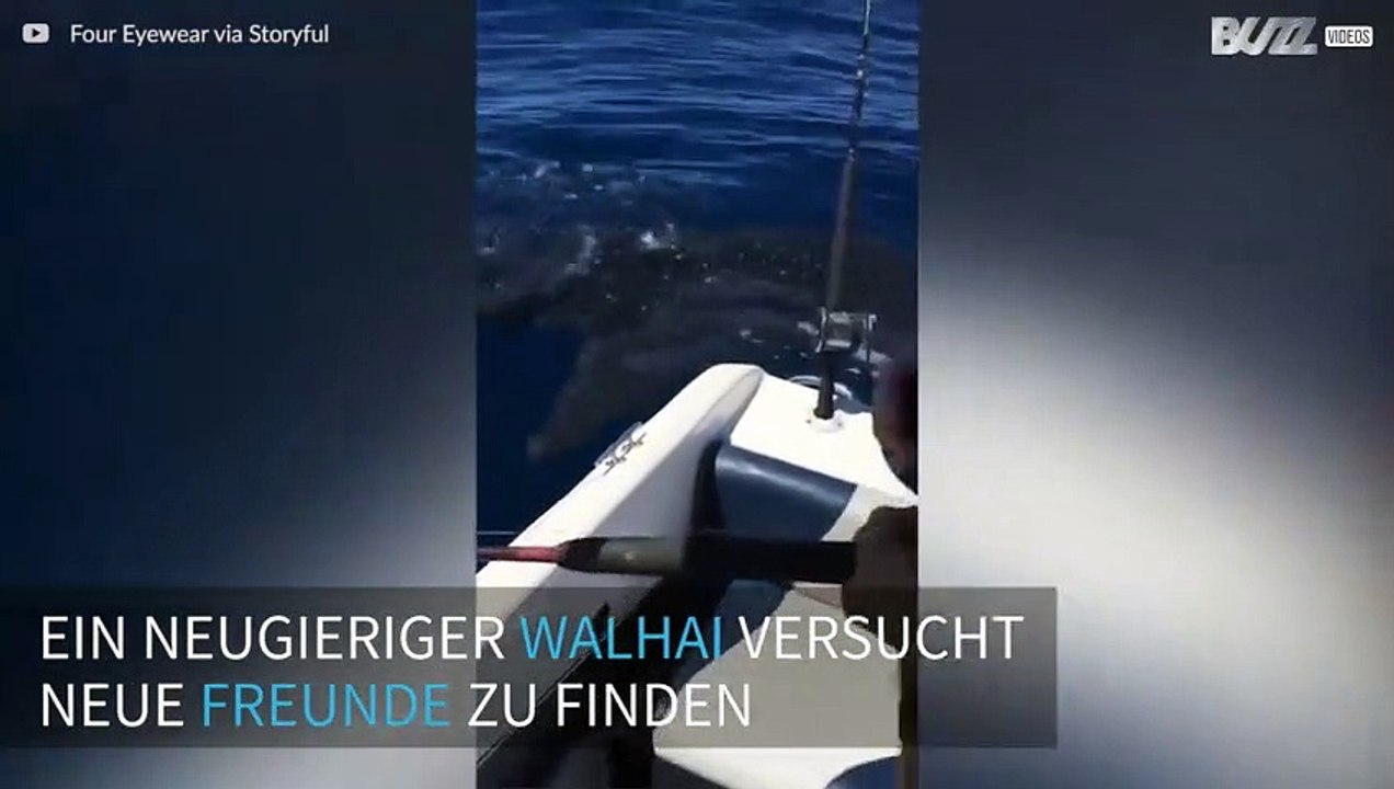 Neugieriger Walhai trifft auf Angler
