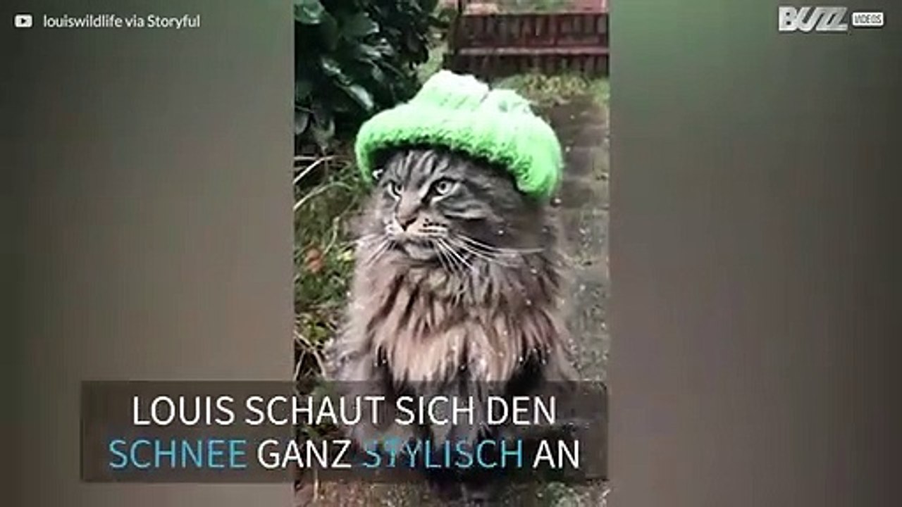 Die Hippster-Katze aus Berlin