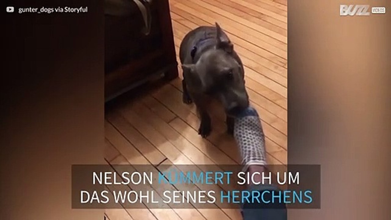 Ein Hund zieht seinem Besitzer nach einem harten Arbeitstag die Socken aus