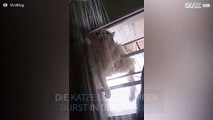 Diese Katze trinkt Wasser während ihre Besitzerin duscht.