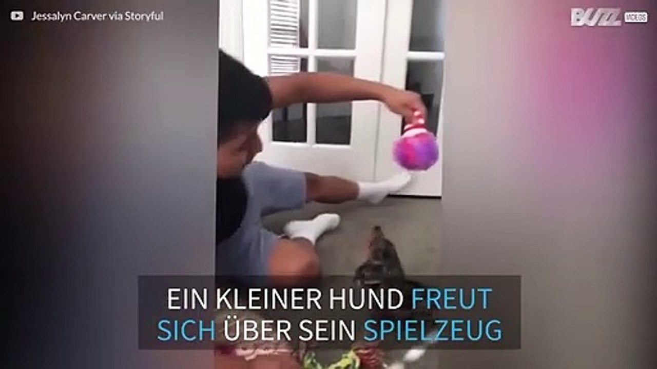 Dieser Weple ist außer sich vor Freude über sein Weihanchtsgeschenk!