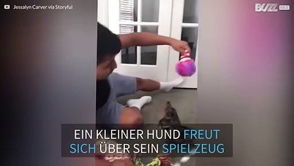Dieser Weple ist außer sich vor Freude über sein Weihanchtsgeschenk!