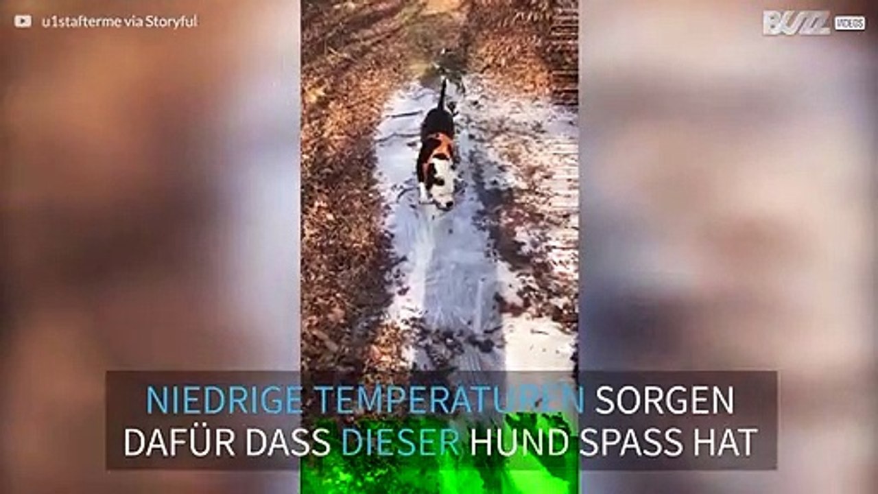 Hund dreht vor Freude durch, als er Eis zerbricht