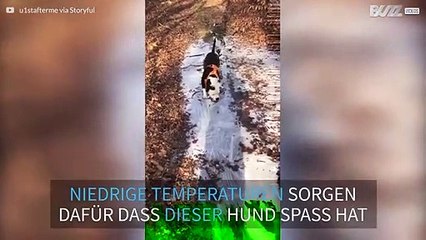 Hund dreht vor Freude durch, als er Eis zerbricht