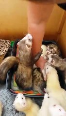 Ferret Looks Dead While Sleeping || ViralHog