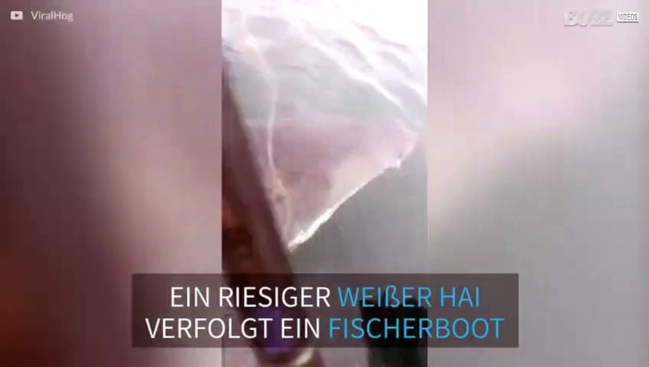 Riesiger weißer Hai macht Bootsfahrern in Australien Angst