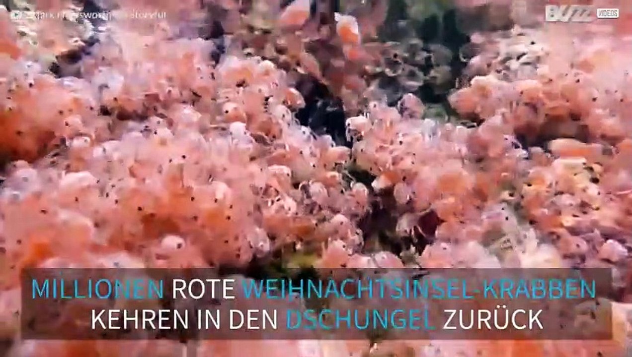 Millionen von Weihnachtsinsel-Krabben wandern in den Dschungel