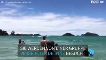 Delfine besuchen Badegäste am Strand in Neuseeland