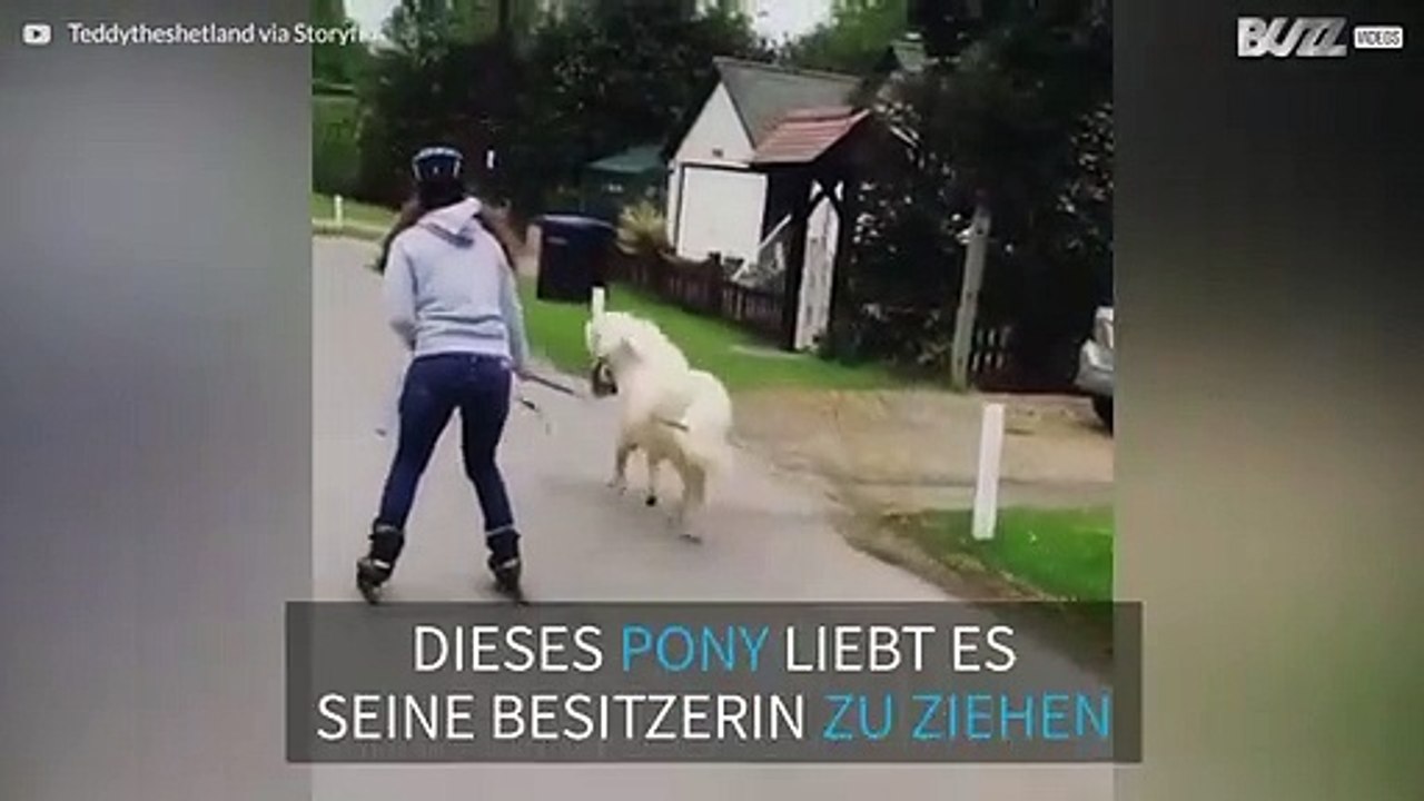 Pony als Zugpferd!