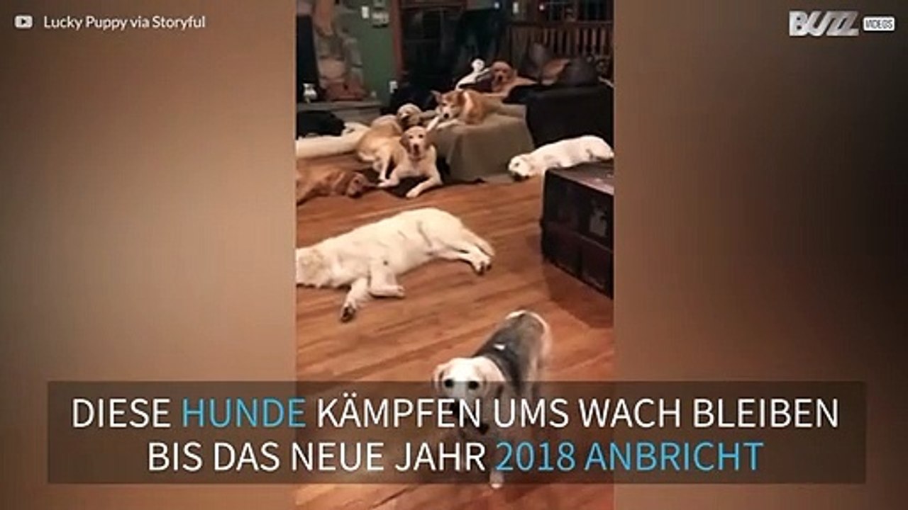 Diese Hunde wollen unbedingt wach bleiben bis zur Jahreswende