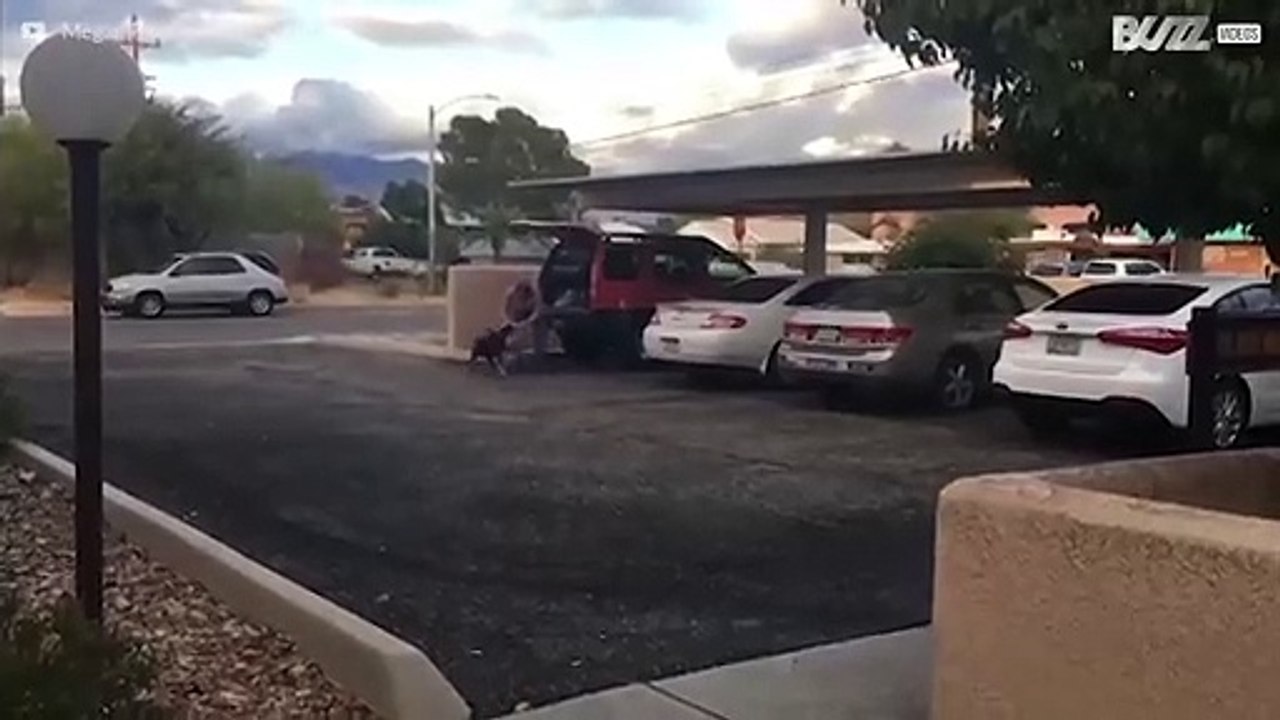 Dieser Hund hilft die Einkaufstaschen zu tragen