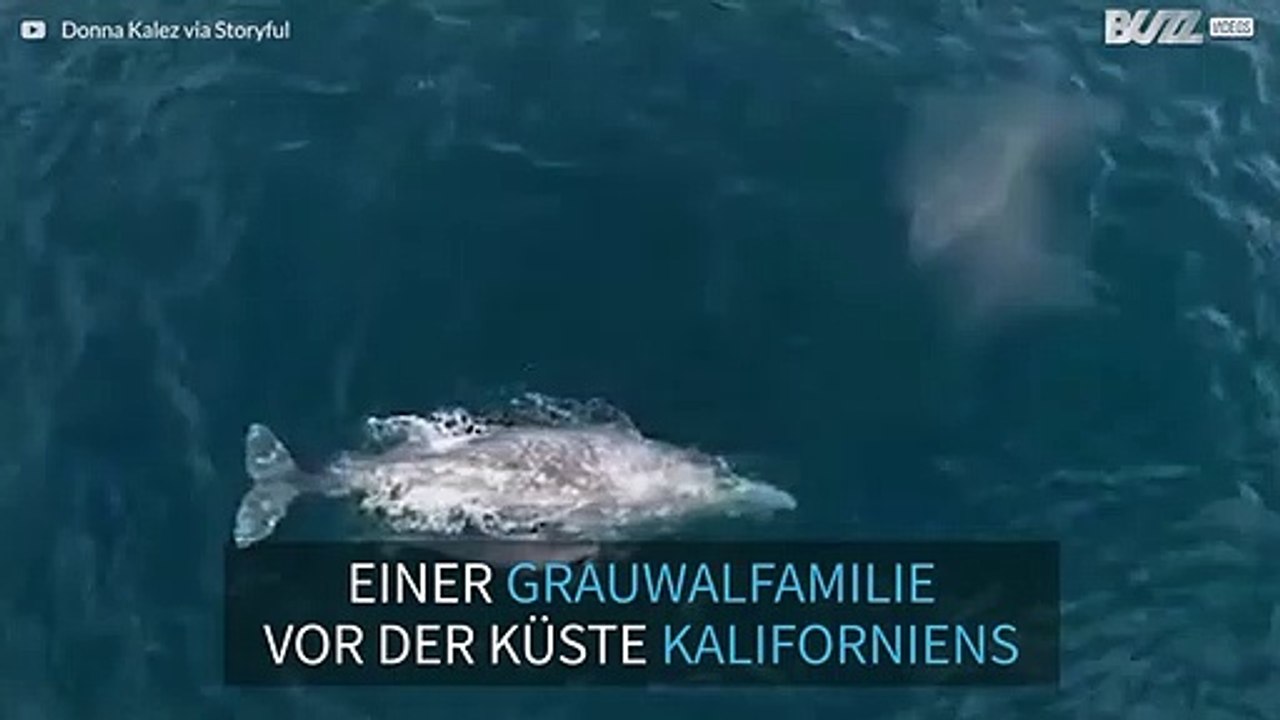 Grauwalfamilie vor der Küste Kaliforniens